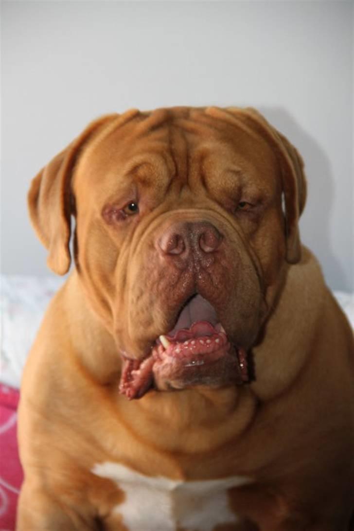 Dogue de bordeaux Arnold Grandis billede 9