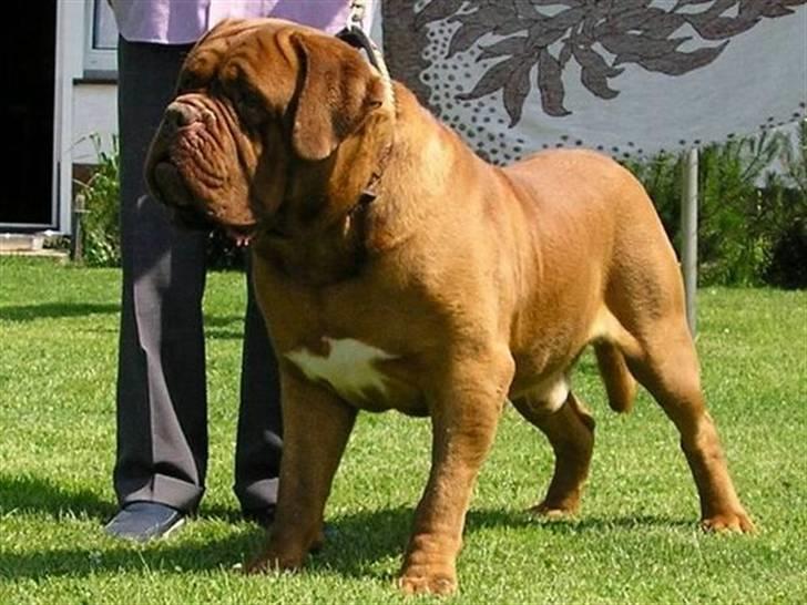 Dogue de bordeaux Arnold Grandis - Min far en kæmpe på 70 kg billede 10