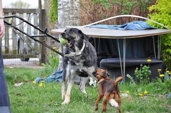 Blanding af racer Milan billede 7