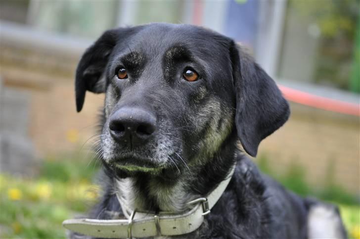 Blanding af racer Milan billede 8