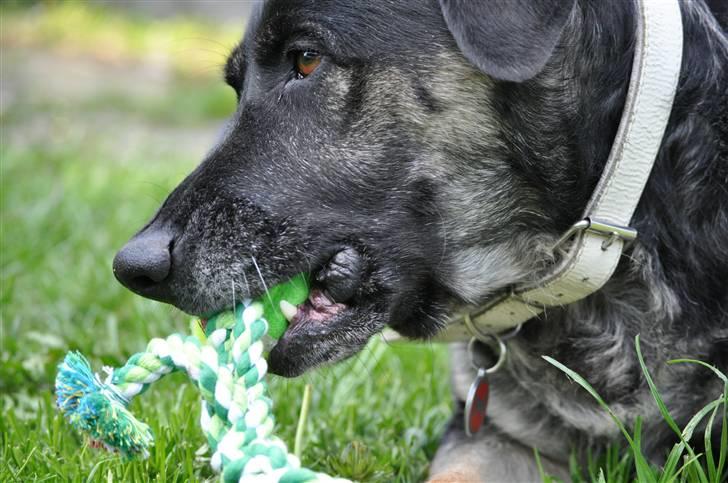 Blanding af racer Milan billede 9