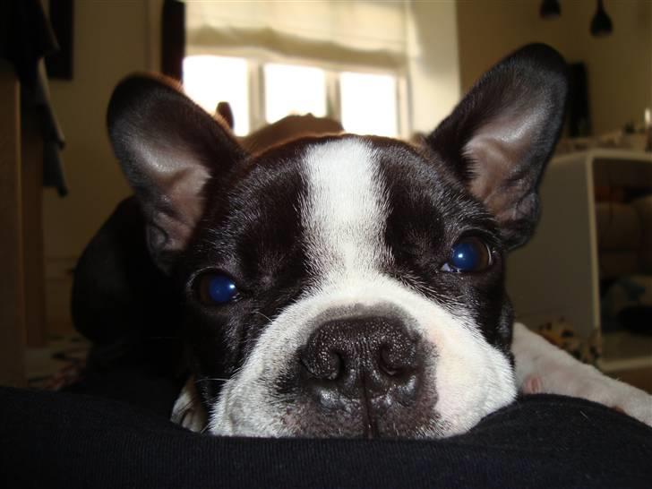 Boston terrier Nahla billede 1