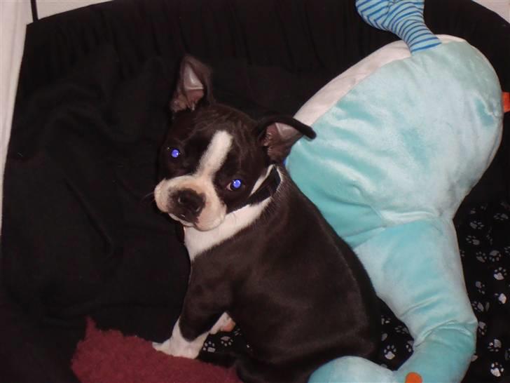 Boston terrier Nahla billede 2