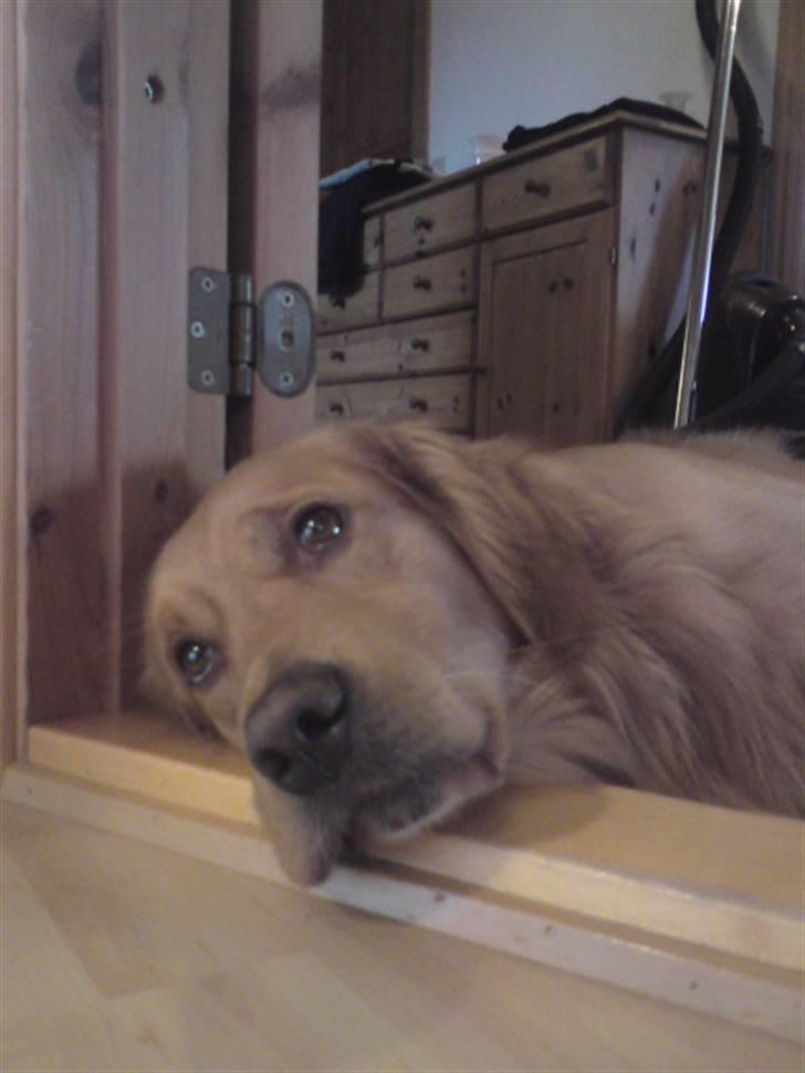Golden retriever laban - jeg tar mig lige en slapper  billede 2
