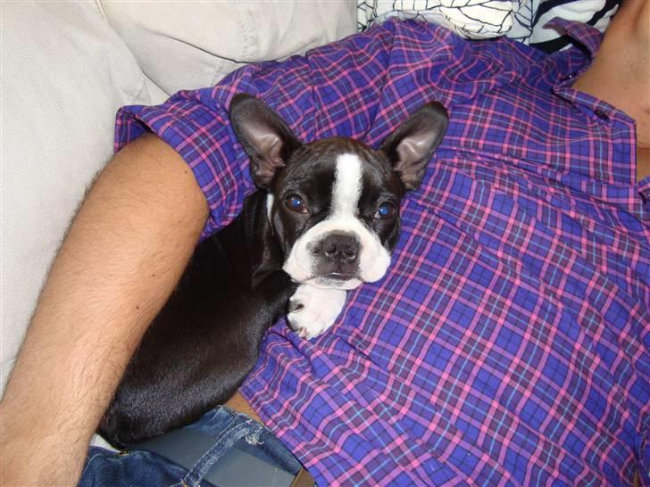 Boston terrier Nahla billede 3