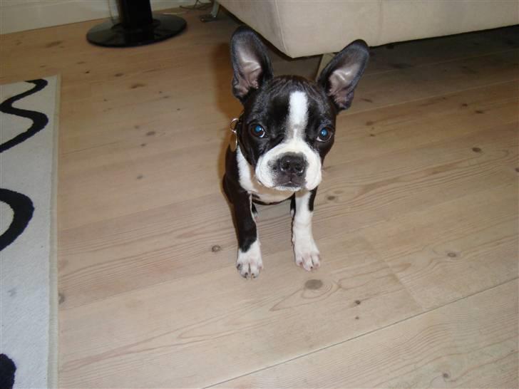 Boston terrier Nahla billede 4
