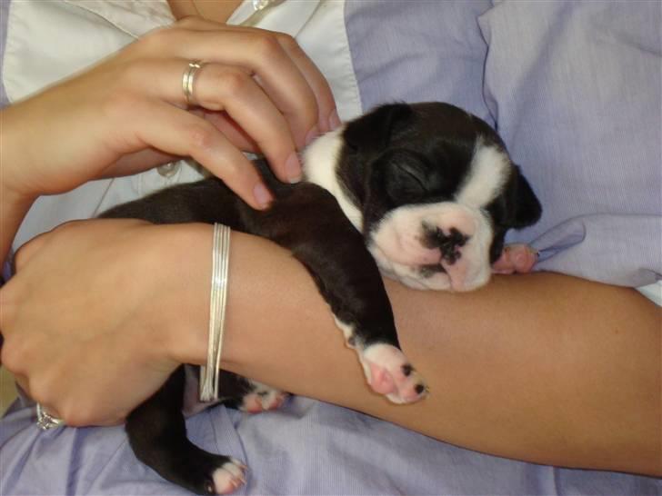 Boston terrier Nahla billede 5