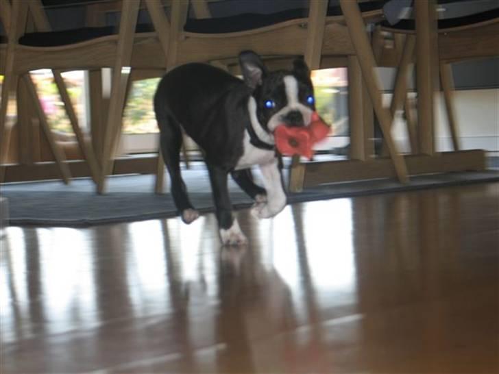 Boston terrier Nahla billede 6