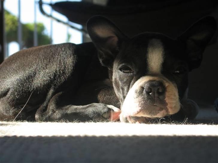 Boston terrier Nahla billede 7