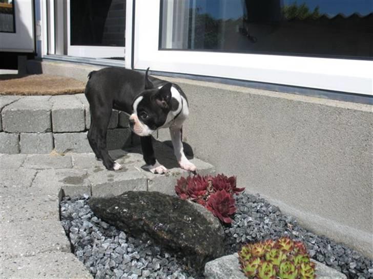 Boston terrier Nahla billede 8