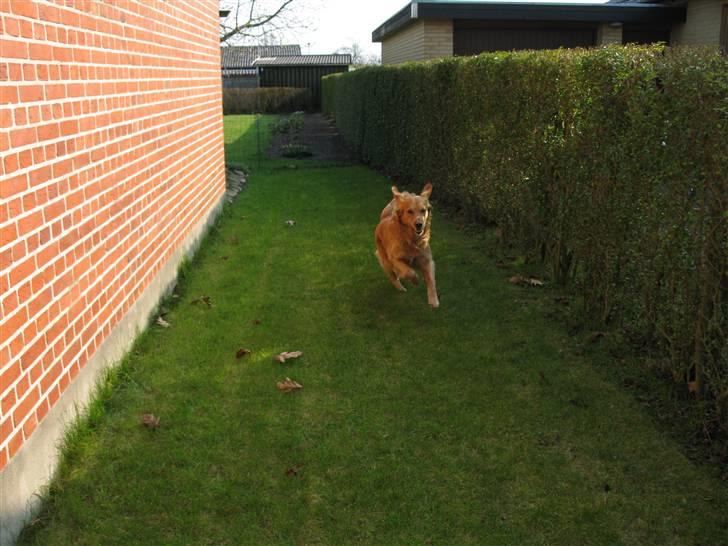 Golden retriever laban - så skal der løbes  billede 4
