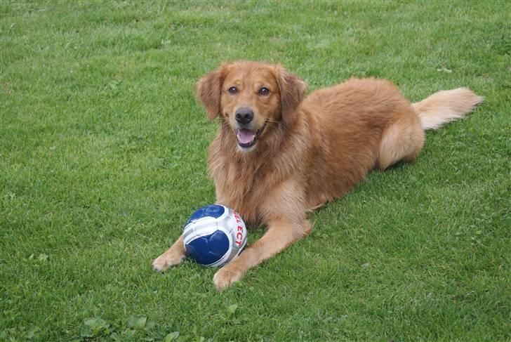Golden retriever laban - jeg elsker miin bold  billede 5