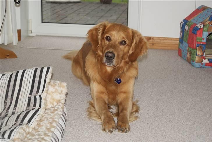 Golden retriever laban - i love you baby  billede 6