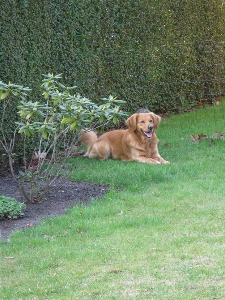 Golden retriever laban - se vor jeg hygger  billede 8