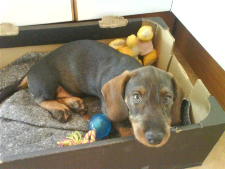 Gravhund Nimbus<3<3<3 - Min lille Dreng en af de første dage jeg har ham <3<3 billede 1