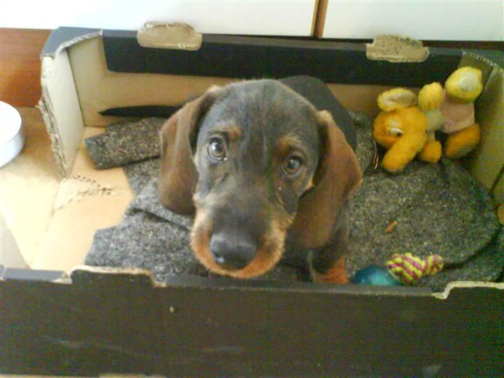 Gravhund Nimbus<3<3<3 billede 2