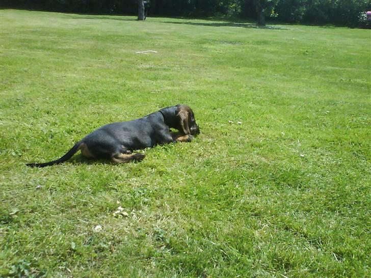 Gravhund Nimbus<3<3<3 - Så er det bare på de fårekyllinger :P billede 3