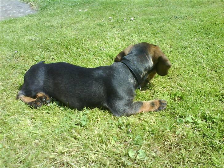 Gravhund Nimbus<3<3<3 billede 4