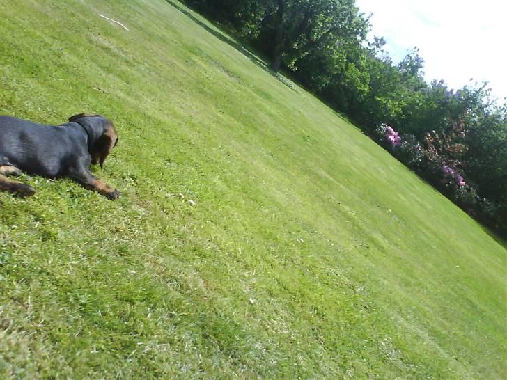 Gravhund Nimbus<3<3<3 - ANGRIB!!! :P billede 5