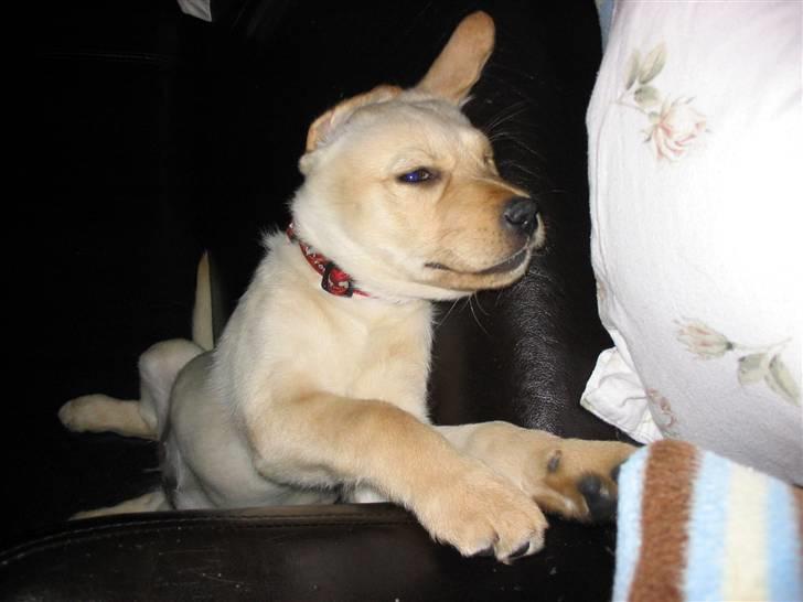 Blanding af racer Nanna billede 2