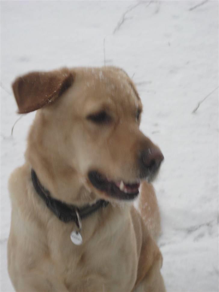 Blanding af racer Nanna billede 3