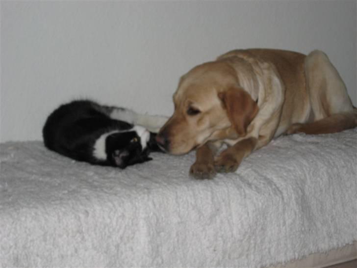 Blanding af racer Nanna billede 4