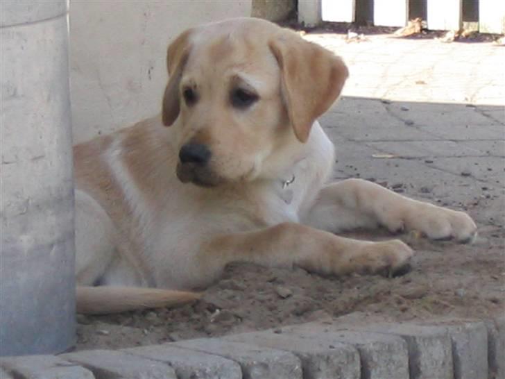 Blanding af racer Nanna billede 5