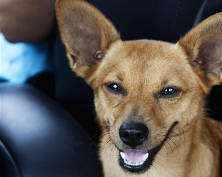 Blanding af racer Emil billede 12