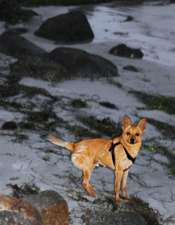 Blanding af racer Emil billede 13