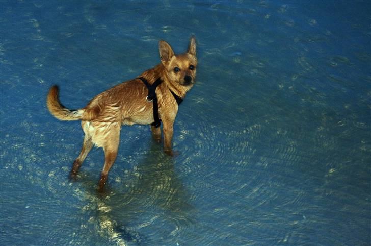 Blanding af racer Emil billede 14