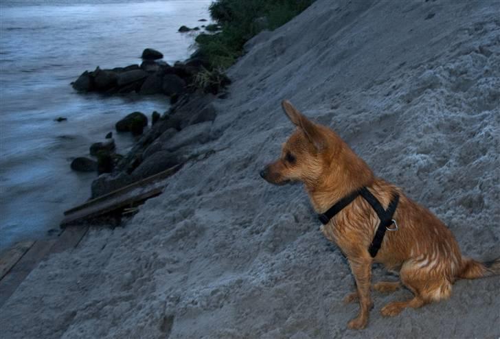 Blanding af racer Emil billede 15