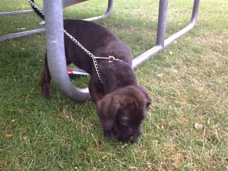 Amerikansk staffordshire terrier Chiko DØD D 24-07-09 :( billede 8