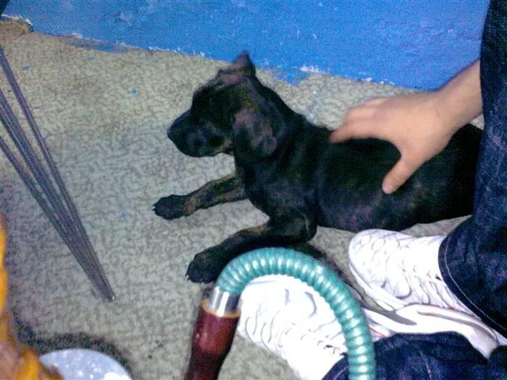 Amerikansk staffordshire terrier Chiko DØD D 24-07-09 :( billede 9