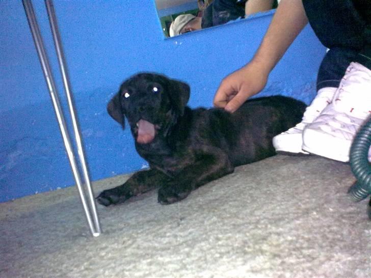 Amerikansk staffordshire terrier Chiko DØD D 24-07-09 :( billede 10