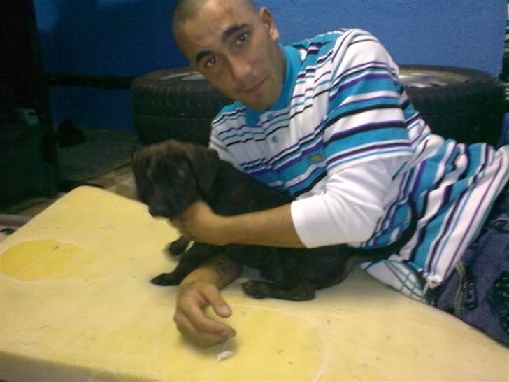 Amerikansk staffordshire terrier Chiko DØD D 24-07-09 :( billede 11