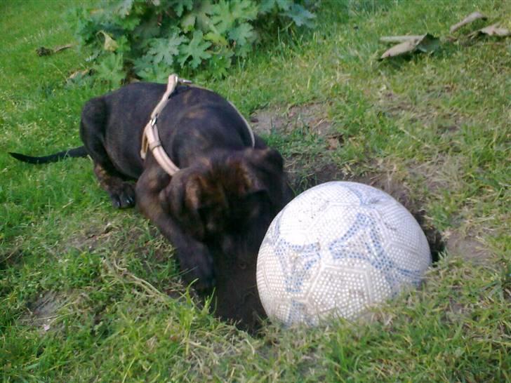 Amerikansk staffordshire terrier Chiko DØD D 24-07-09 :( billede 12