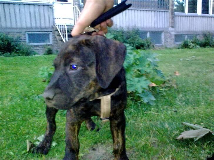 Amerikansk staffordshire terrier Chiko DØD D 24-07-09 :( billede 13