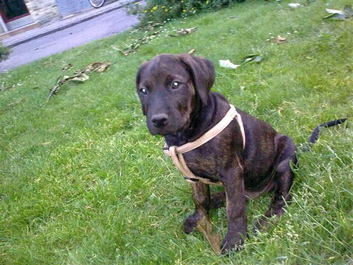 Amerikansk staffordshire terrier Chiko DØD D 24-07-09 :( billede 14