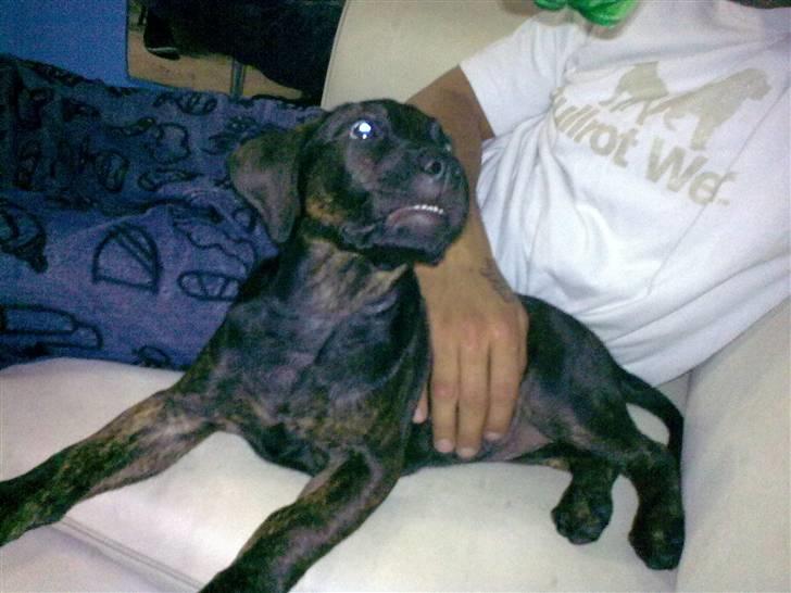 Amerikansk staffordshire terrier Chiko DØD D 24-07-09 :( billede 15