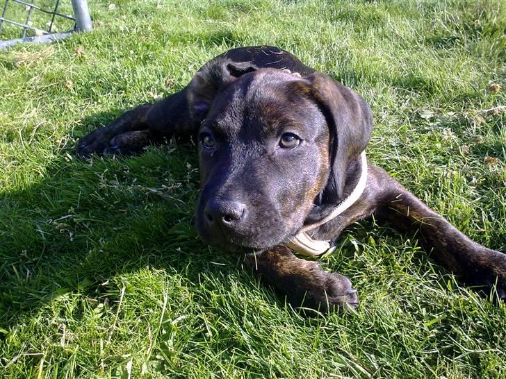 Amerikansk staffordshire terrier Chiko DØD D 24-07-09 :( billede 16