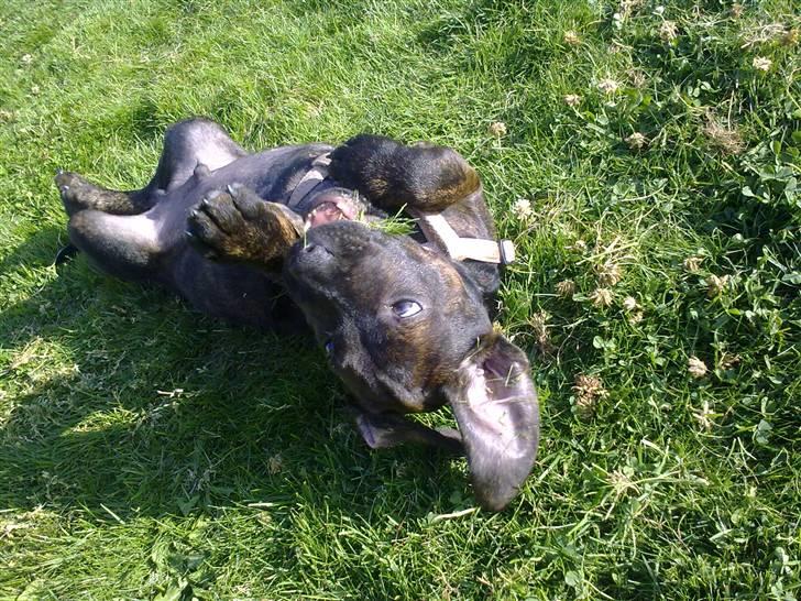 Amerikansk staffordshire terrier Chiko DØD D 24-07-09 :( billede 17