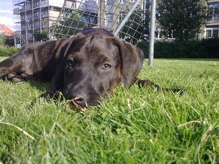 Amerikansk staffordshire terrier Chiko DØD D 24-07-09 :( billede 18