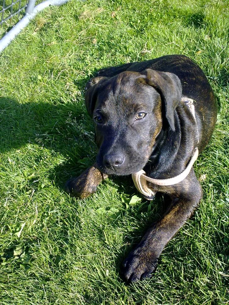 Amerikansk staffordshire terrier Chiko DØD D 24-07-09 :( billede 19