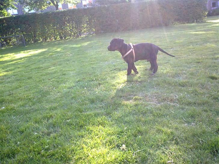 Amerikansk staffordshire terrier Chiko DØD D 24-07-09 :( billede 20