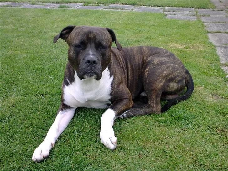 Amerikansk staffordshire terrier Don billede 12