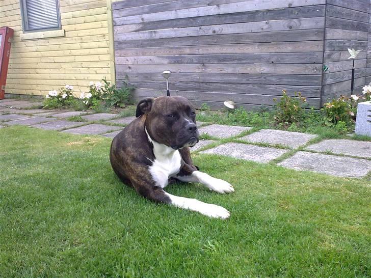 Amerikansk staffordshire terrier Don billede 13