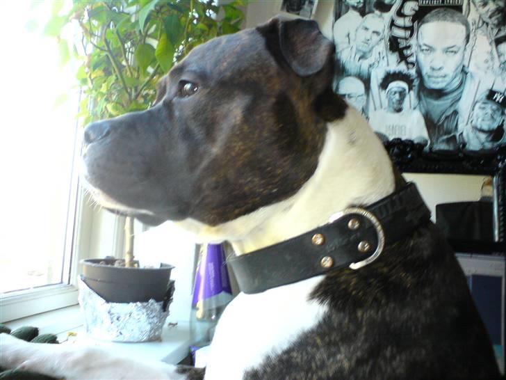 Amerikansk staffordshire terrier Don billede 14