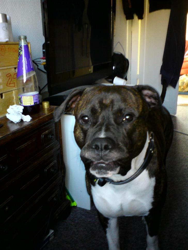 Amerikansk staffordshire terrier Don billede 15