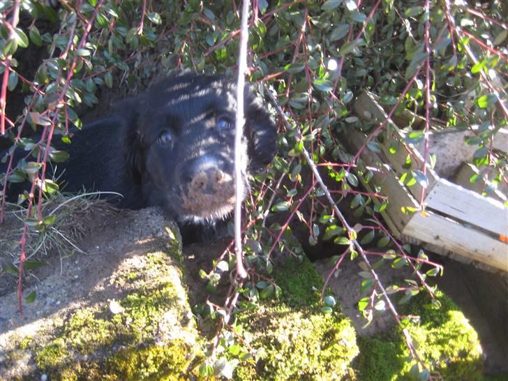 Blanding af racer Taiko - Lave underjordiske gange.. det hitter ;O), den 27/2 2009 billede 12