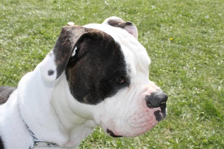 Amerikansk bulldog Margrethelund´s Chalou billede 2